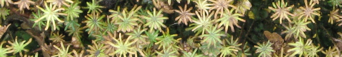 Marchantia polymorpha