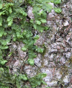 Radula complanata