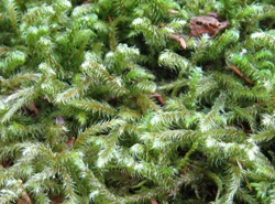 Rhytidiadelphus loreus